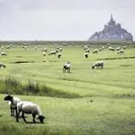 Du Mont Saint Michel Genêts