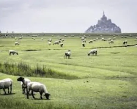 Du Mont Saint Michel Genêts