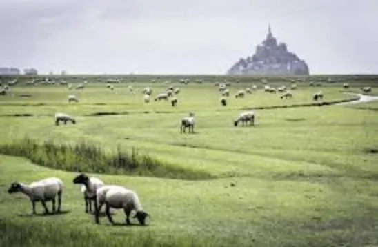 Du Mont Saint Michel Genêts